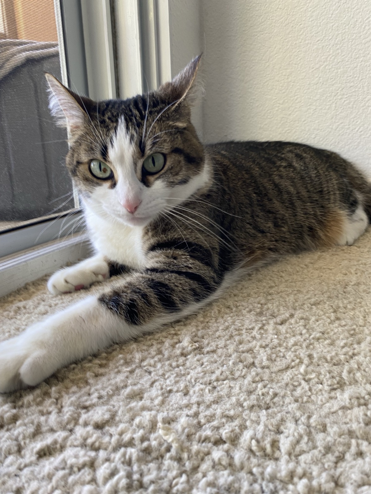 Susu stretched out on a cat tree beside a sunny window in California, looking up at the camera