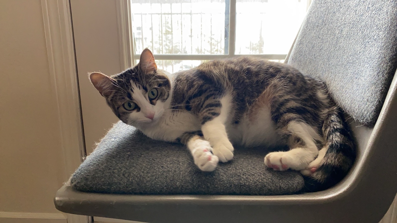 Susu, a brown and grey tabby cat with a white chest and white paws, lying on a chair by a snowy window